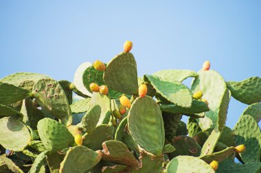 Kaktüs mavi gökyüzü arka plan üzerinde.