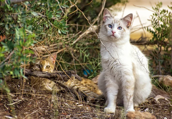 Portrait of two cats outdoors. — Stock Photo, Image