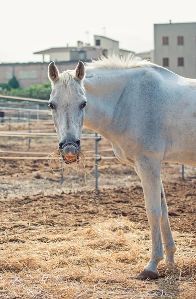 Portret van witte paard op grasland. — Stockfoto