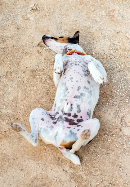 Lustiger kleiner Hund auf dem Boden liegend. — Stockfoto