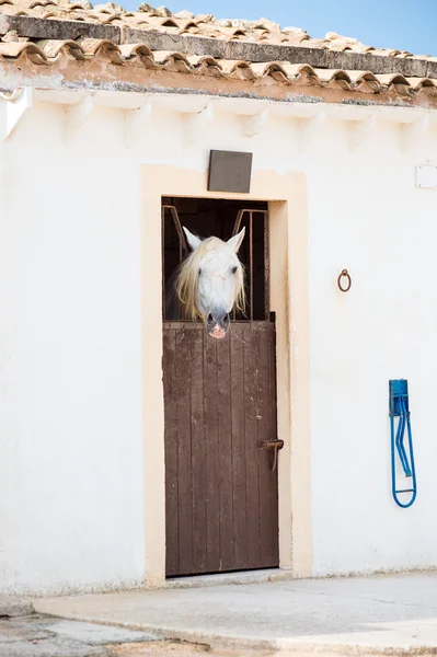 View of modern stable with horse. — Stock Photo, Image