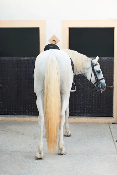 Sadlade vita hästen nära stallet. — Stockfoto