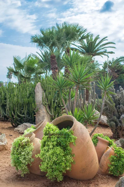 Cactus y palmeras en el jardín . —  Fotos de Stock