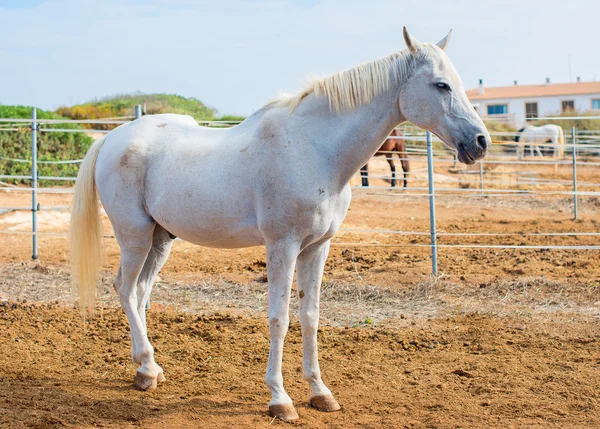 Portret van witte paard op grasland. — Stockfoto