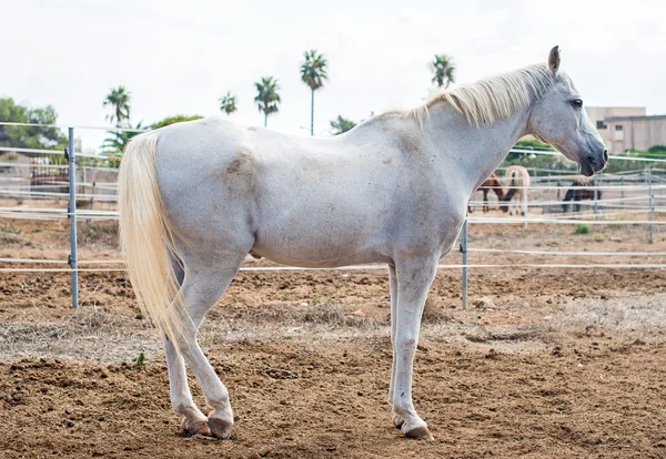 Portret van witte paard op grasland. — Stockfoto