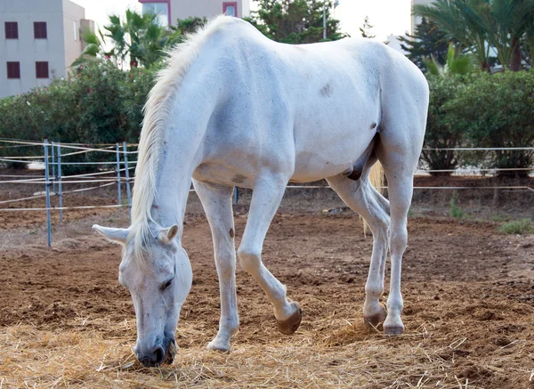 Portret van witte paard op grasland. — Stockfoto