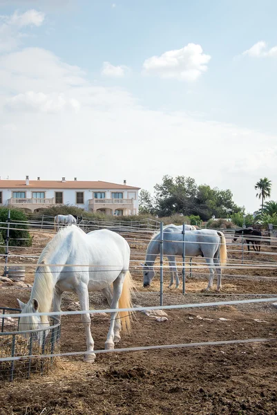 Portrait of white horses at pasture. — Stock Photo, Image