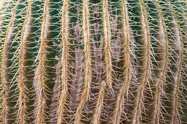 Крупный план текстуры кактуса . — стоковое фото