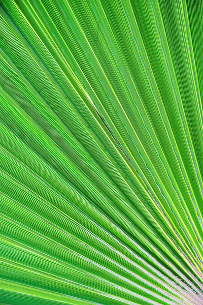 Texture verte de la feuille de palmier. Espace pour votre texte . — Photo