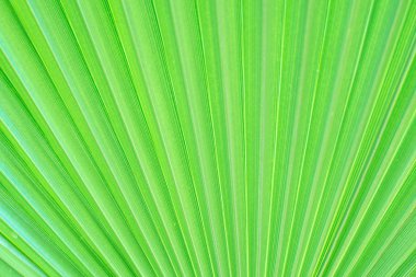 Palmiye yaprağı yeşil doku. Senin metin için yer.