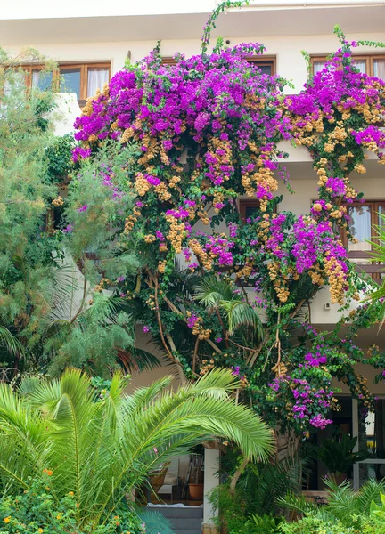 Portret van huis ingericht met bloemen. — Stockfoto