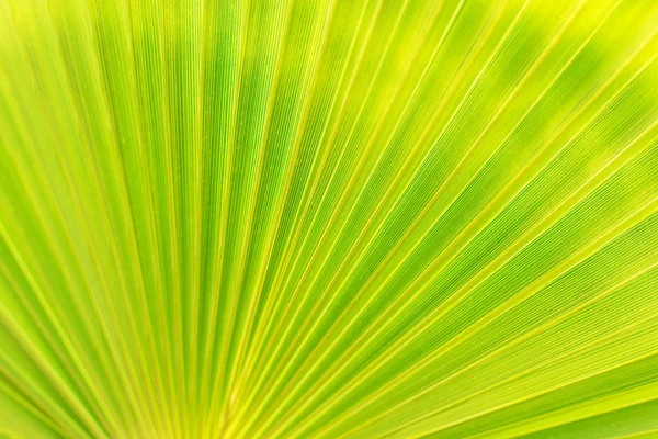 Textura verde de la hoja de palma. Espacio para tu texto . —  Fotos de Stock