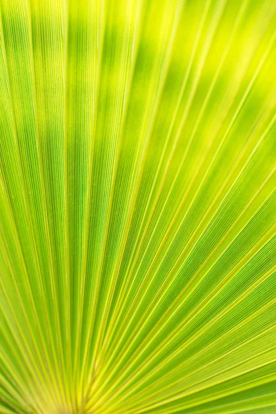 Textura verde de la hoja de palma. Espacio para tu texto . —  Fotos de Stock