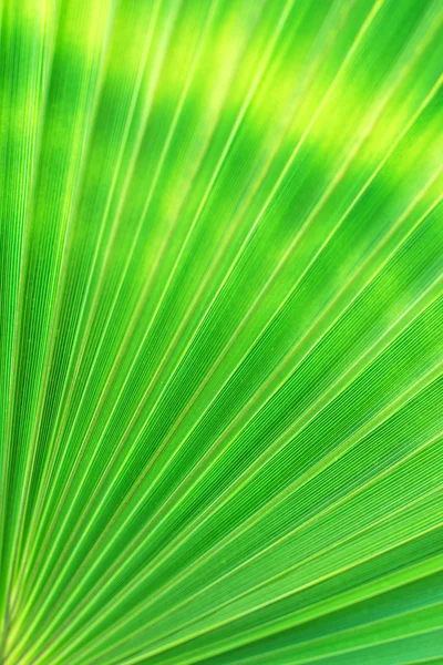 Green texture of palm leaf. Space for your text. — Stock Photo, Image