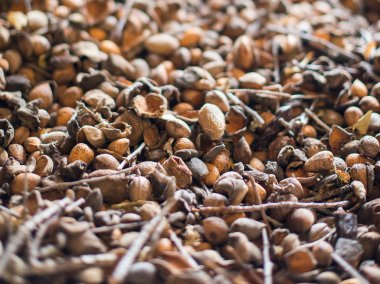 Yakın çekim görünümü badem. Taze hasat fındık.