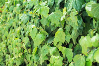 Yeşil yaprakları duvar arka plan. Yatay görünüm.