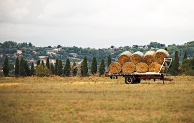 Hay at arabasıyla çayır.