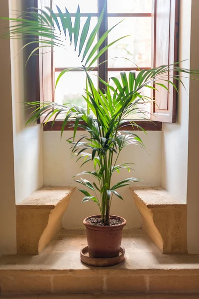 Palm tree stands in front of window. — Stock Photo, Image