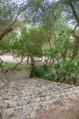 Taş merdiven ağaçları Park ile.