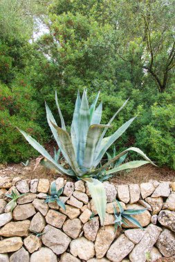 Kaktüs doğa arka plan üzerinde taş duvar.