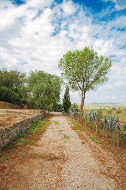 Çakıl yol ağaçları Park ile.