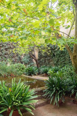 Gölet ve yoğun bitki örtüsü ile ağaçları ile avlu.