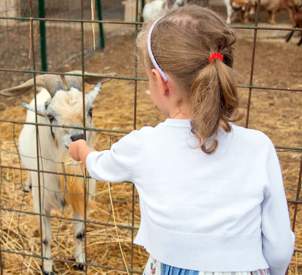 Little girl feeding goat on the farm. — Stock Photo, Image