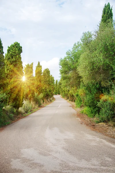 Route avec arbres dans la forêt . — Photo