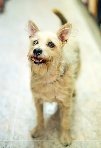 Cane smarrito in casa in attesa del proprietario . — Foto Stock