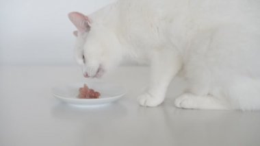 Et ve gider yiyip kedi.