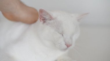 Beyaz kedi başkanı okşayarak el.