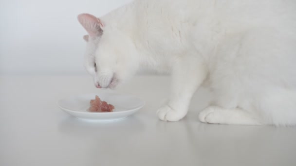 Kat eten vlees en gaat weg. — Stockvideo