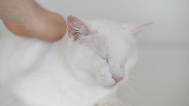 Mão acariciando cabeça de gato branco . — Vídeo de Stock