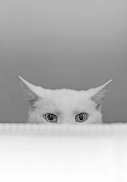 Gato branco escondido atrás da cama . — Fotografia de Stock