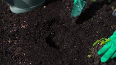 Kadının El dikimi ve çilek sulama.