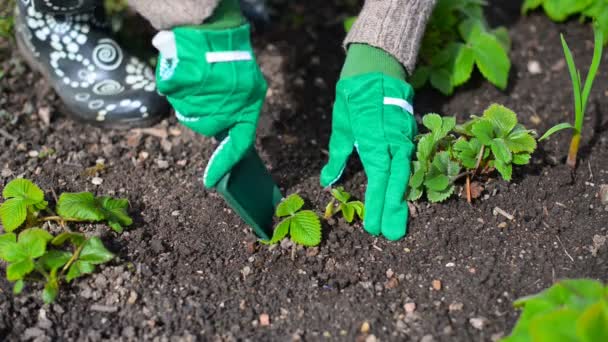 Vrouw hand aanplant aardbei. — Stockvideo