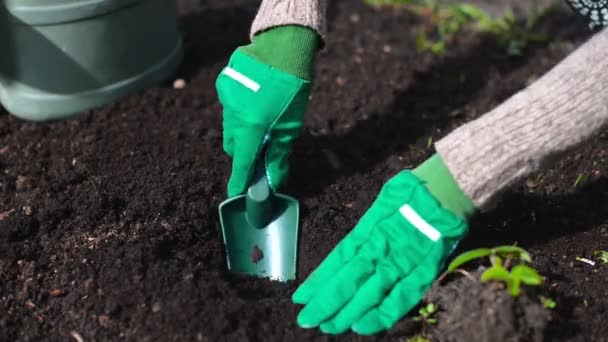 Vrouw hand aanplant aardbei. — Stockvideo