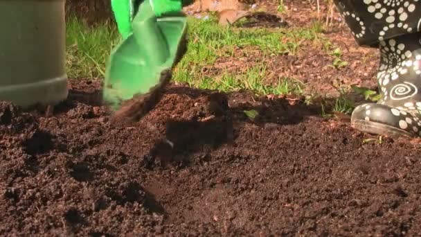 Vrouw hand aanplant en drenken bloem. — Stockvideo