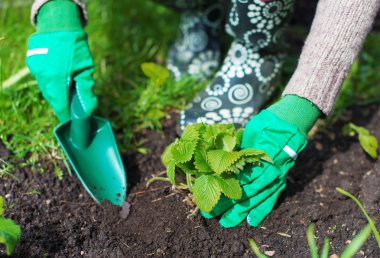 Çilek dikim kadın eli.
