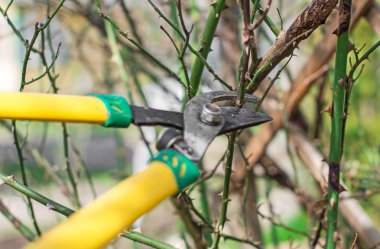 Budama. Bahar şubelerinde kesme.