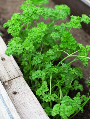 Yeşil genç maydanoz fidan Üstten Görünüm.