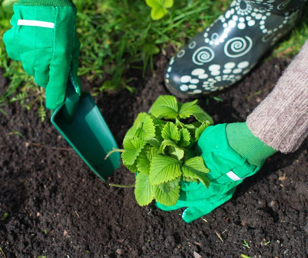 Kvinnans hand plantera jordgubbar. — Stockfoto