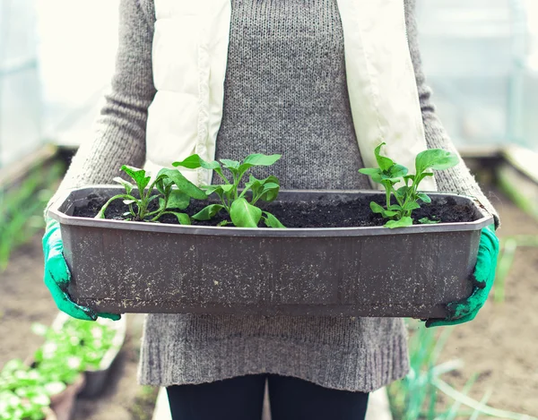 Vrouw hand met container met zaailingen. — Stockfoto