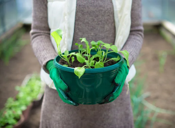 Vrouw hand die pot met zaailingen. — Stockfoto