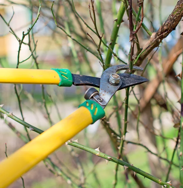 Beskärning. Skära grenar på våren. — Stockfoto