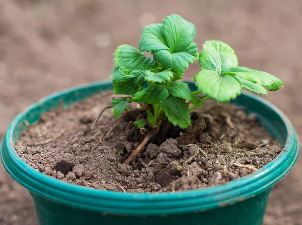 Weergave van de pot met aardbei zaailingen. — Stockfoto