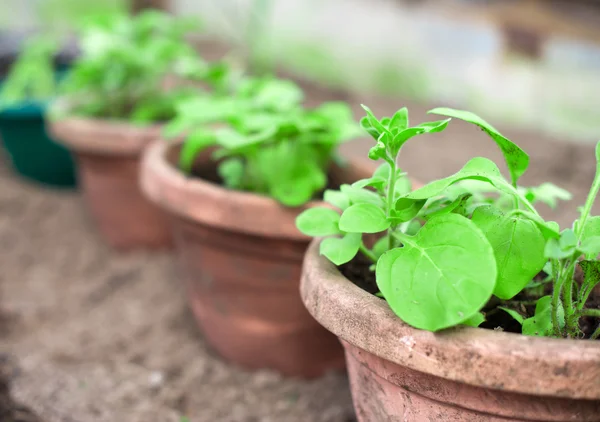 Beskåda av många krukor med plantor. — Stockfoto