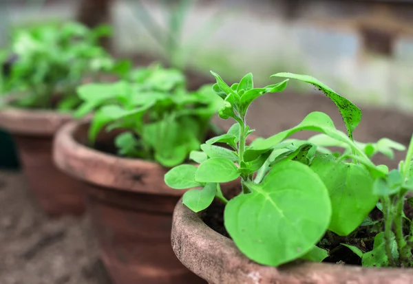 Vue des nombreux pots avec semis . — Photo