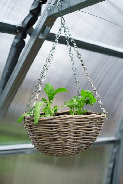 Weergave van de pot opknoping met zaailingen. — Stockfoto