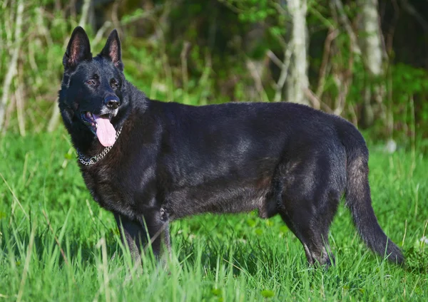 Portrait of black beautiful german shepherd outdoors. — Stock Photo, Image